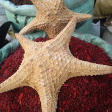 Natural Starfish for Decor - Approx. 20 cm
