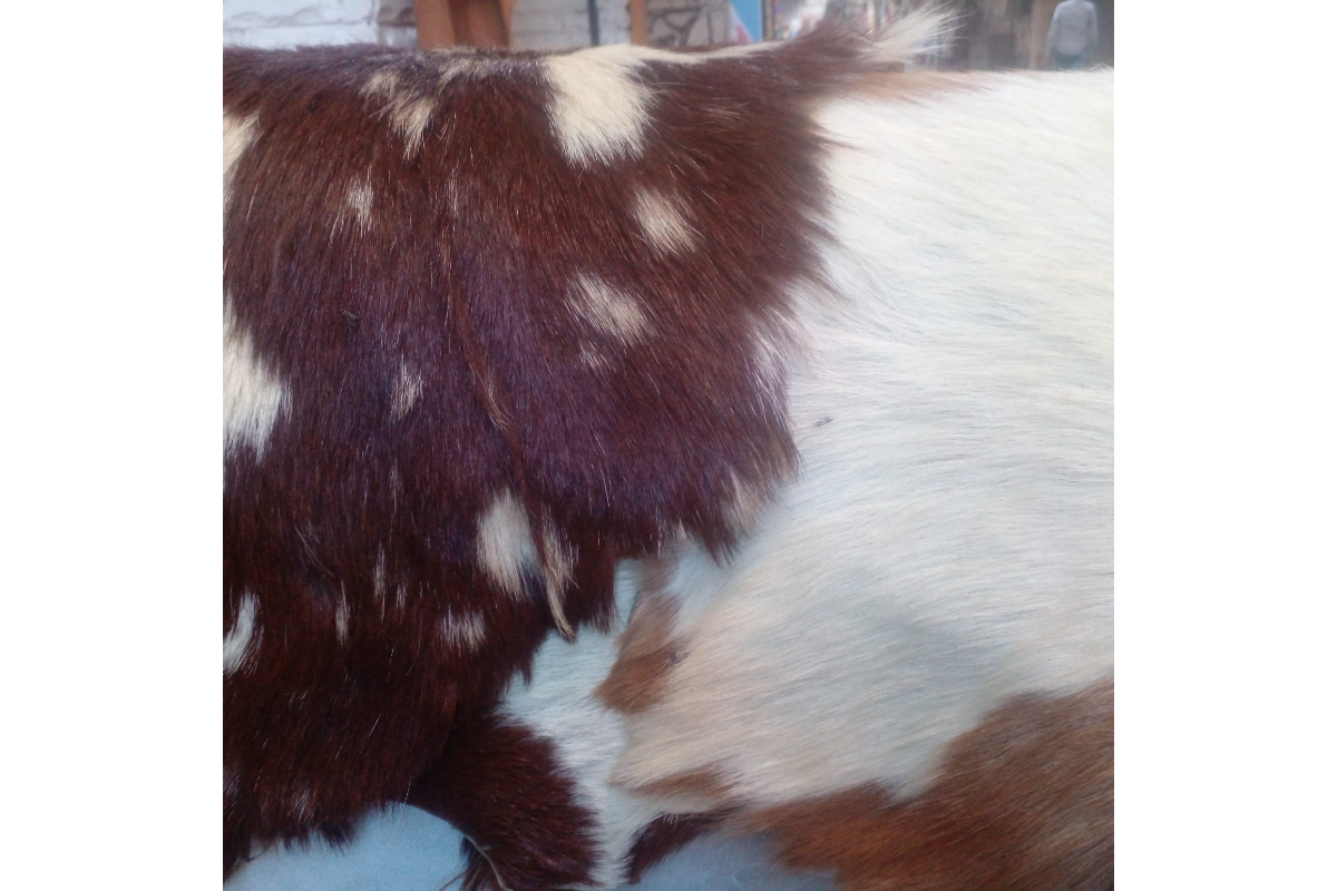 Natural Tanned Goat Hide with Fur - 5-6 Sq Ft Piece - Image 3
