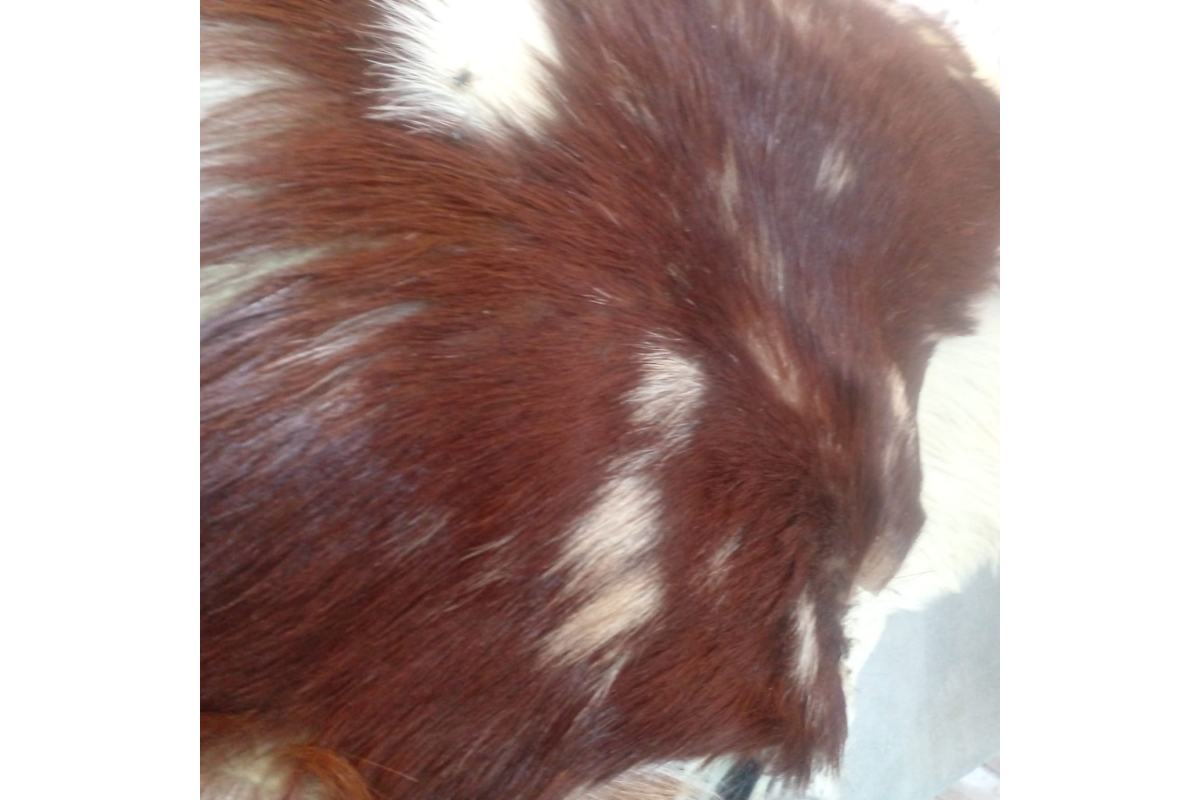 Natural Tanned Goat Hide with Fur - 5-6 Sq Ft Piece - Image 4